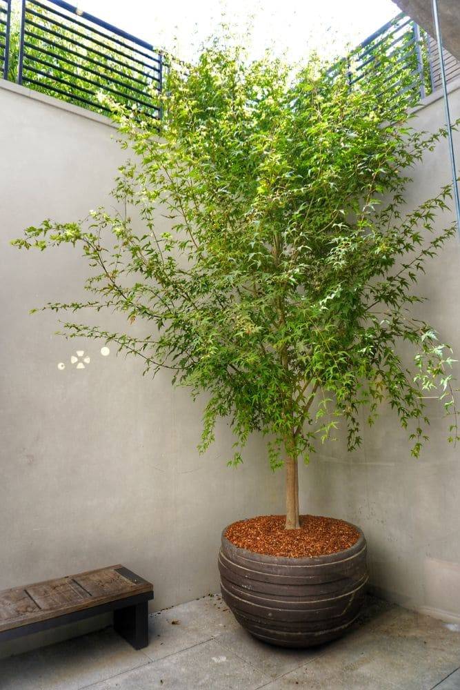leafy tree planted in a large, dark, round planter