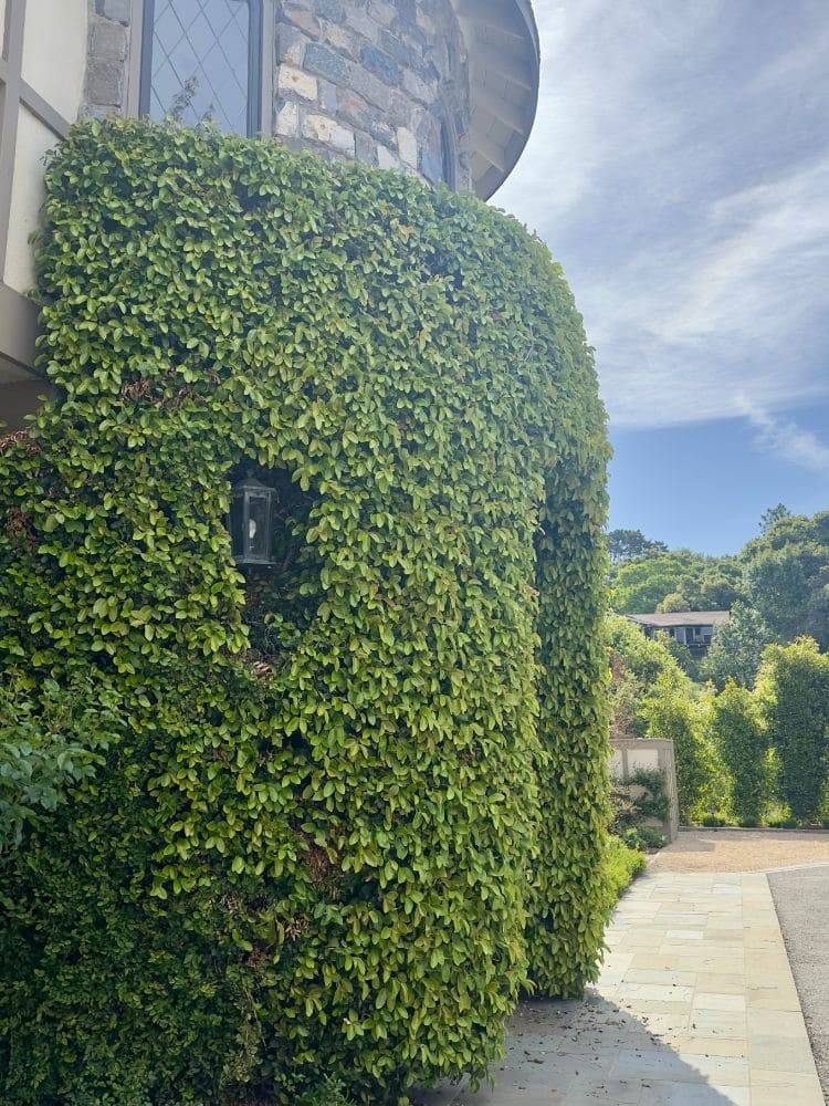 Ficus covered entrance at the home’s main door