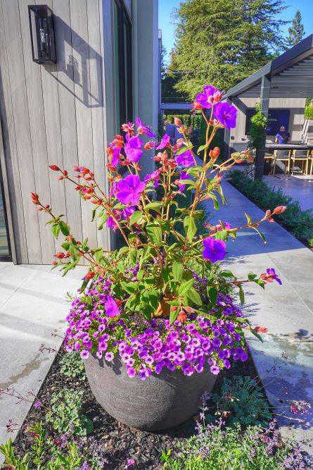 Las Olas Atherton Landscape Design by Petrus Landscape Bay Area