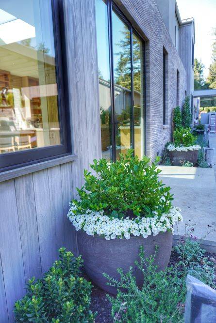 Las Olas Atherton Landscape Design by Petrus Landscape Bay Area