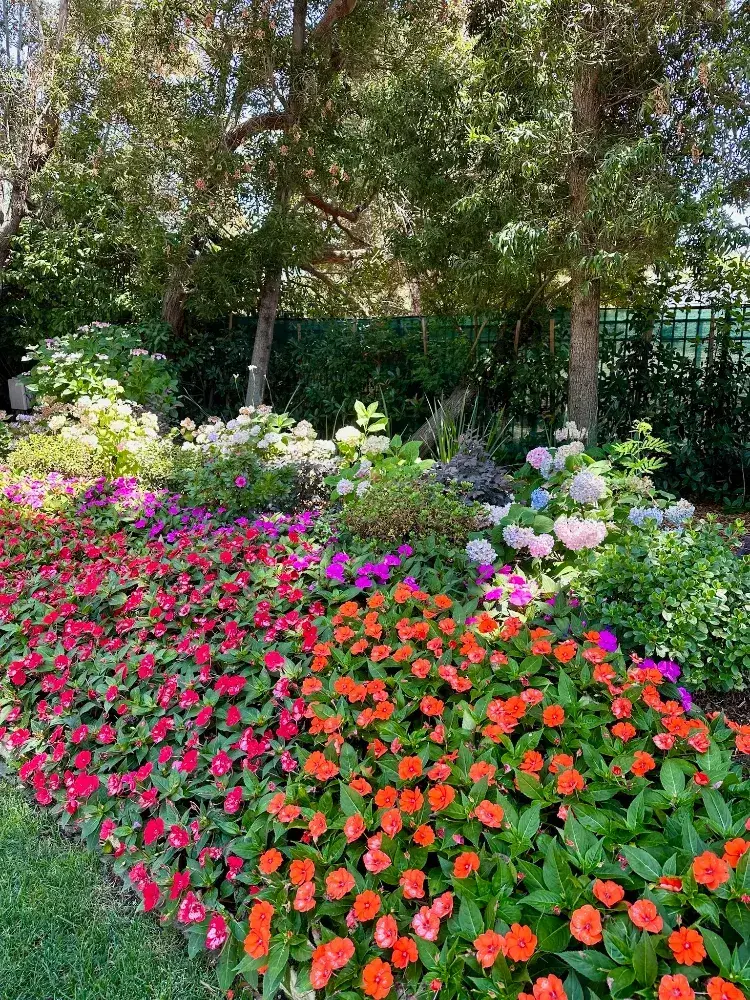 vibrant garden bed filled with Impatiens flowers, predominantly in shades of red and orange