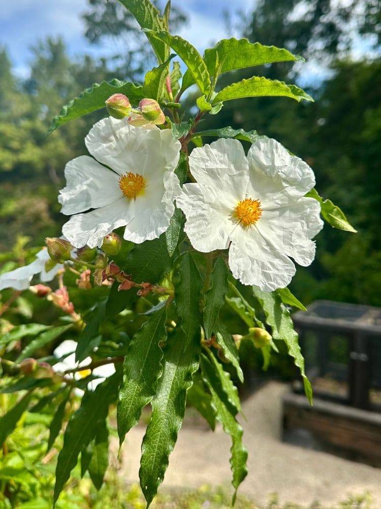 close-up of a cistus plant