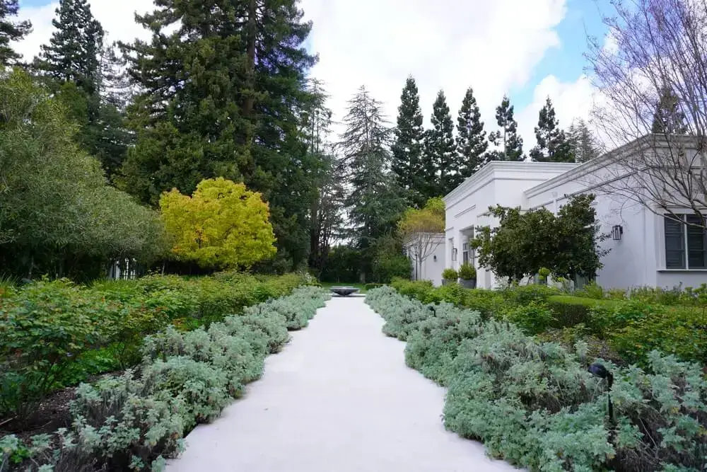 estate garden path lined with silver mound plants
